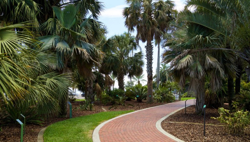 Palm and Cycad Arboretum , United States